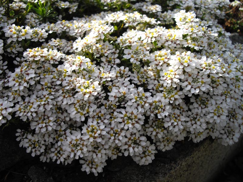 Iberis sempervirens 'Pygmaea' photo